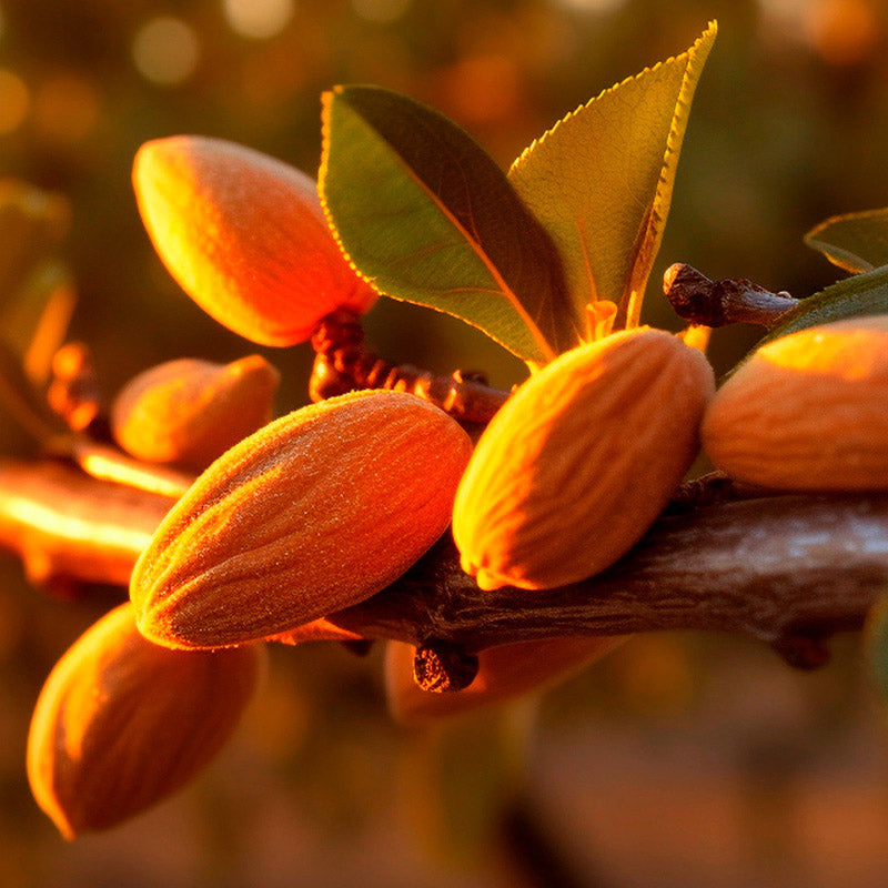 almendras-salida