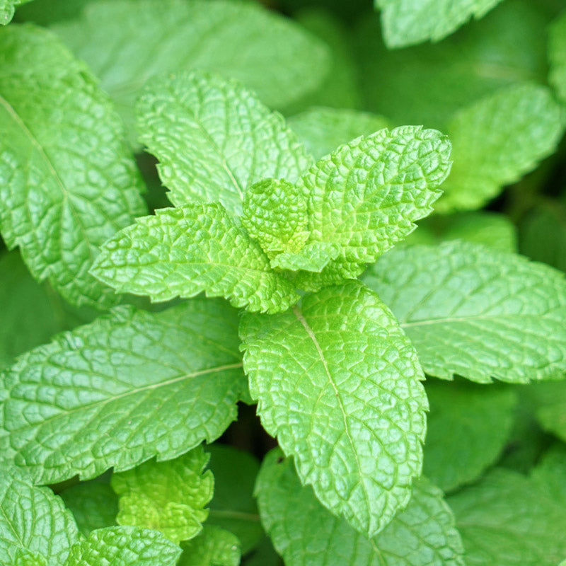 menta-salida