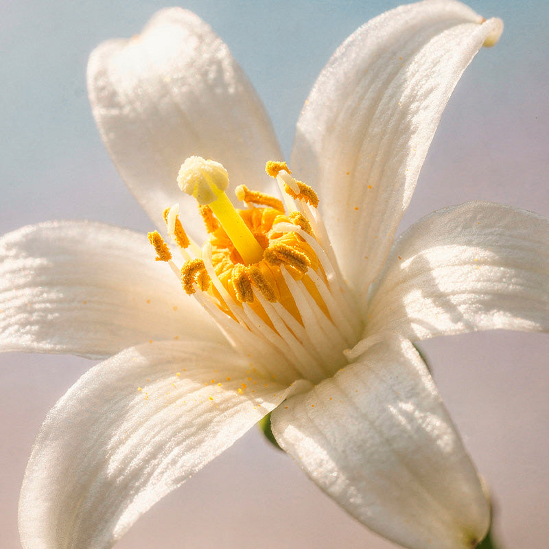 Neroli-corazón