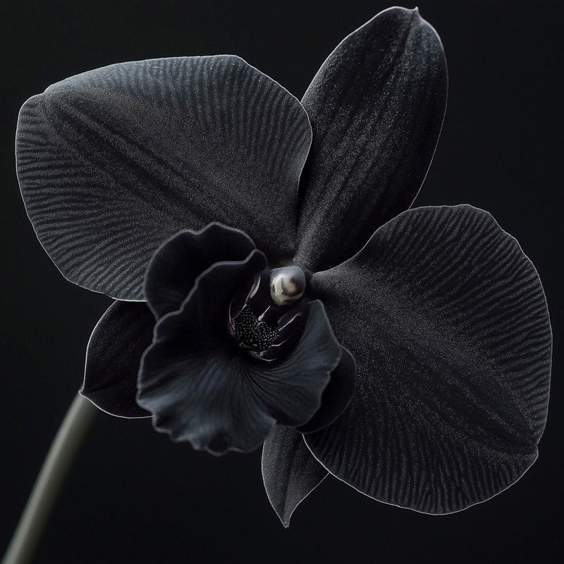 orquidea-negra-corazon
