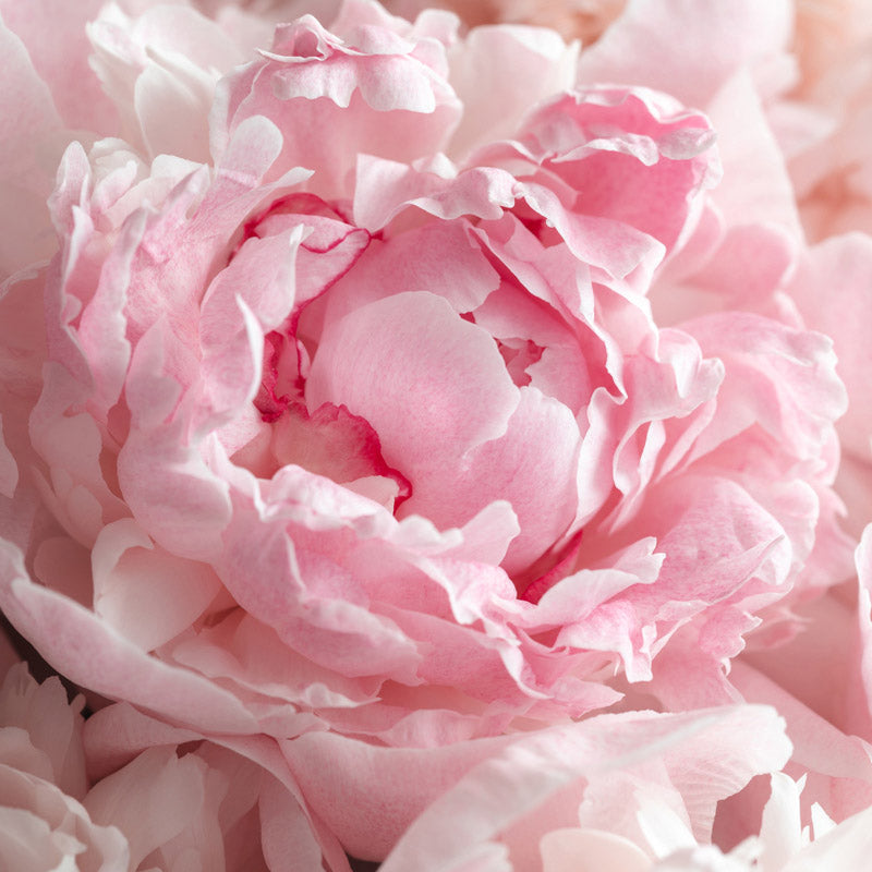 peonia-salida