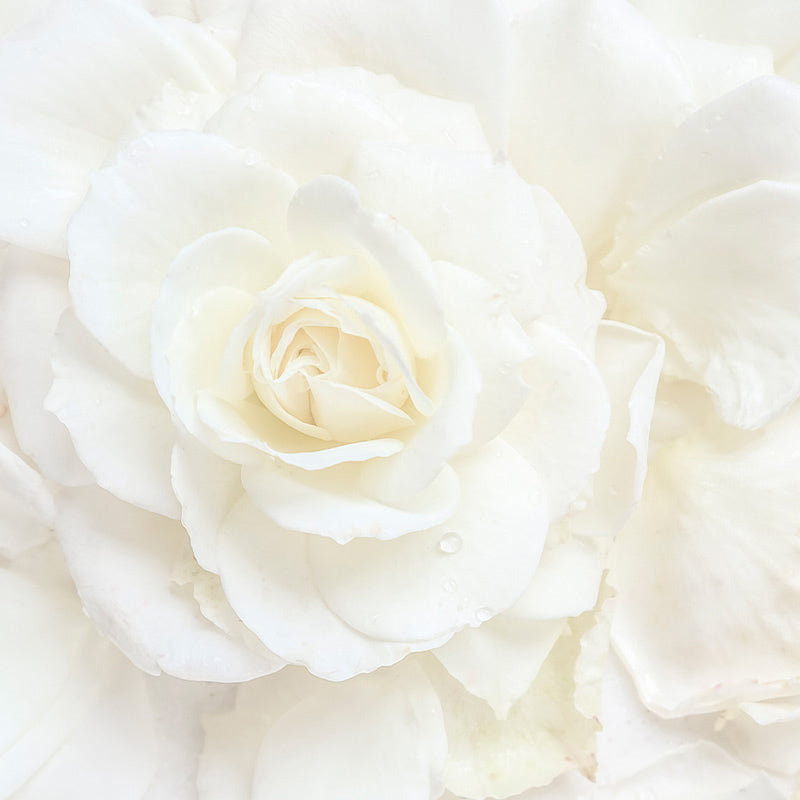 flores-blancas-salida