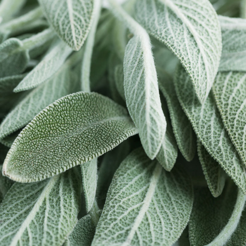 salvia-corazon