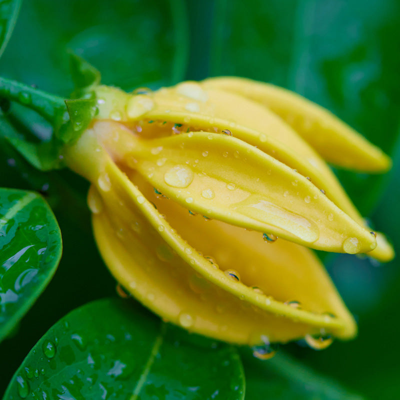 ylang-ylang-salida